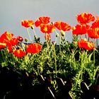 Roter Mohn 1a