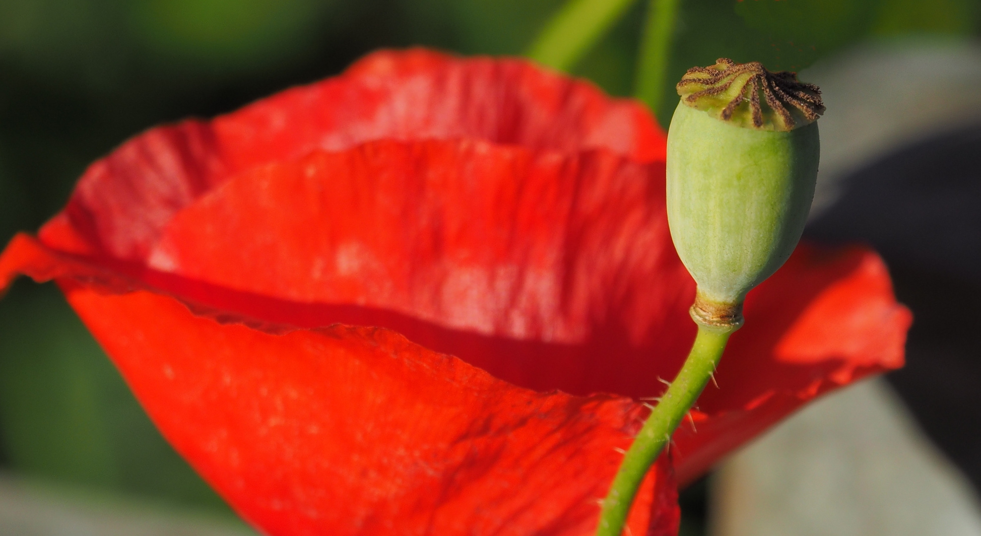 Roter Mohn