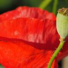 Roter Mohn