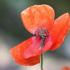 Roter Mohn