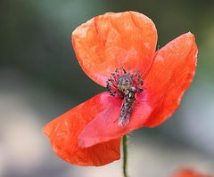 Roter Mohn