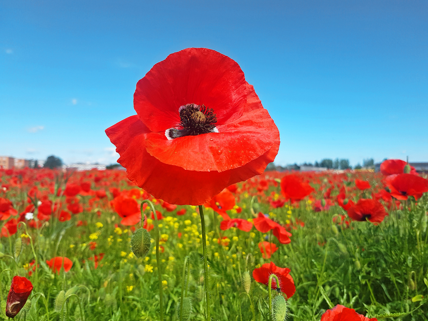 Roter Mohn Foto &amp; Bild | pflanzen, pilze &amp; flechten, jahreszeiten, rot ...