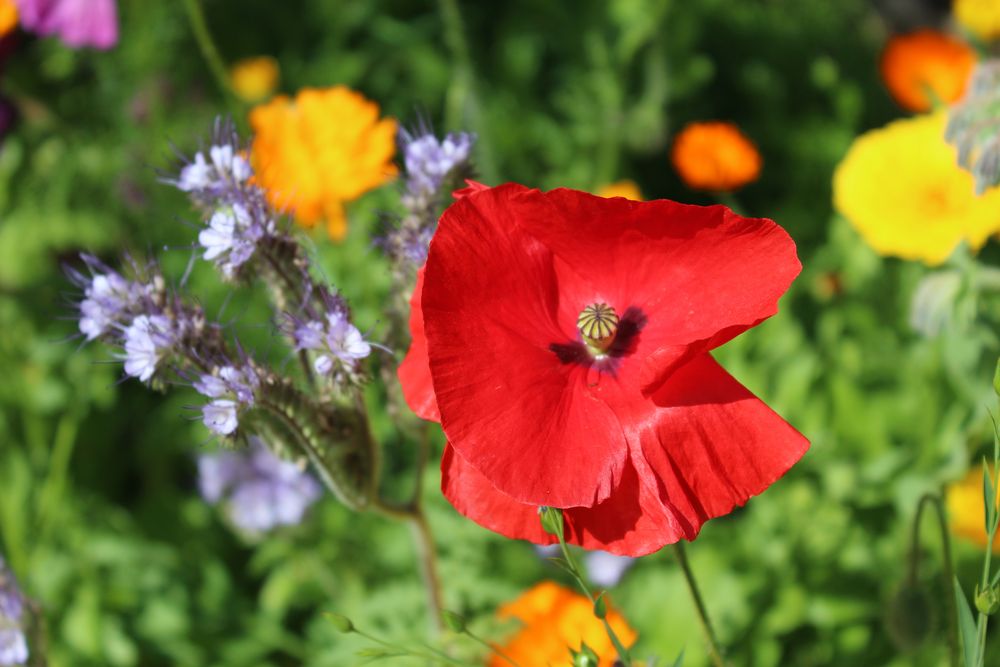 Roter Mohn