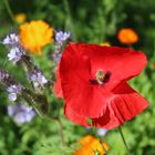 Roter Mohn