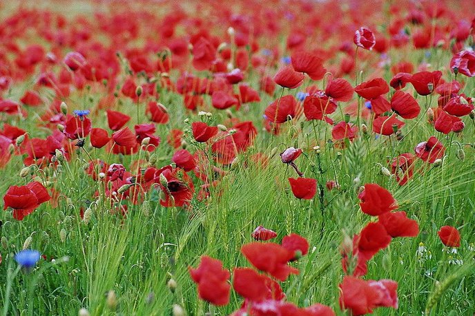 Roter Mohn 2