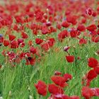 Roter Mohn 2