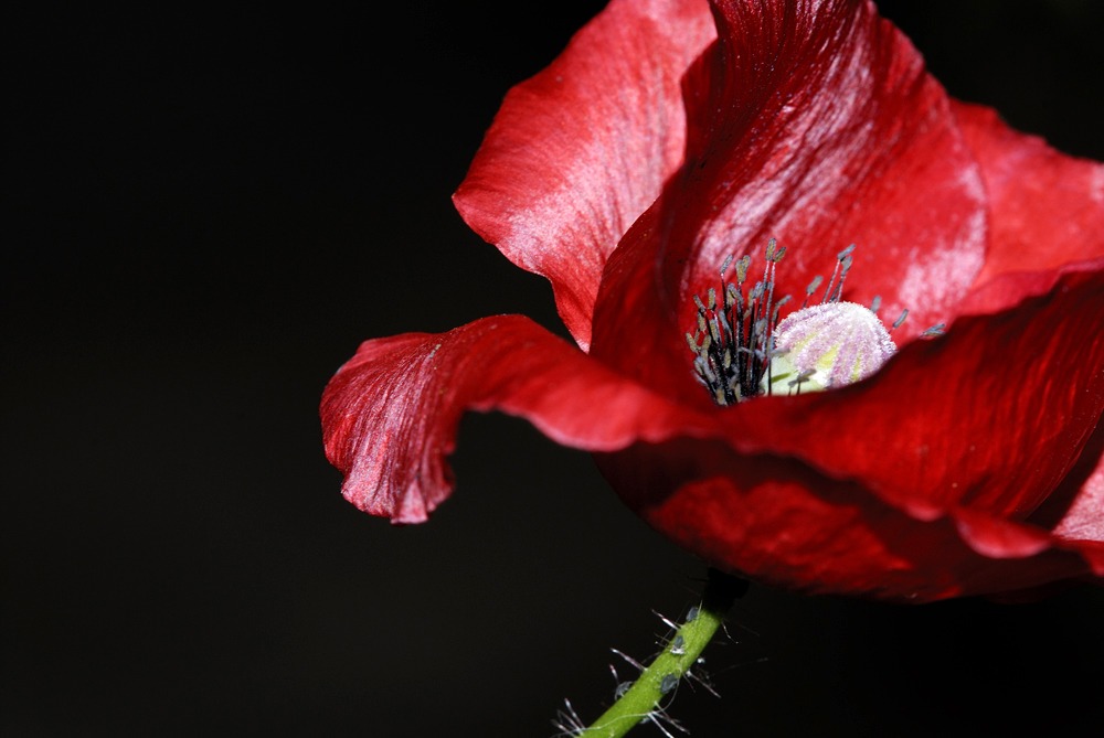 Roter Mohn 2