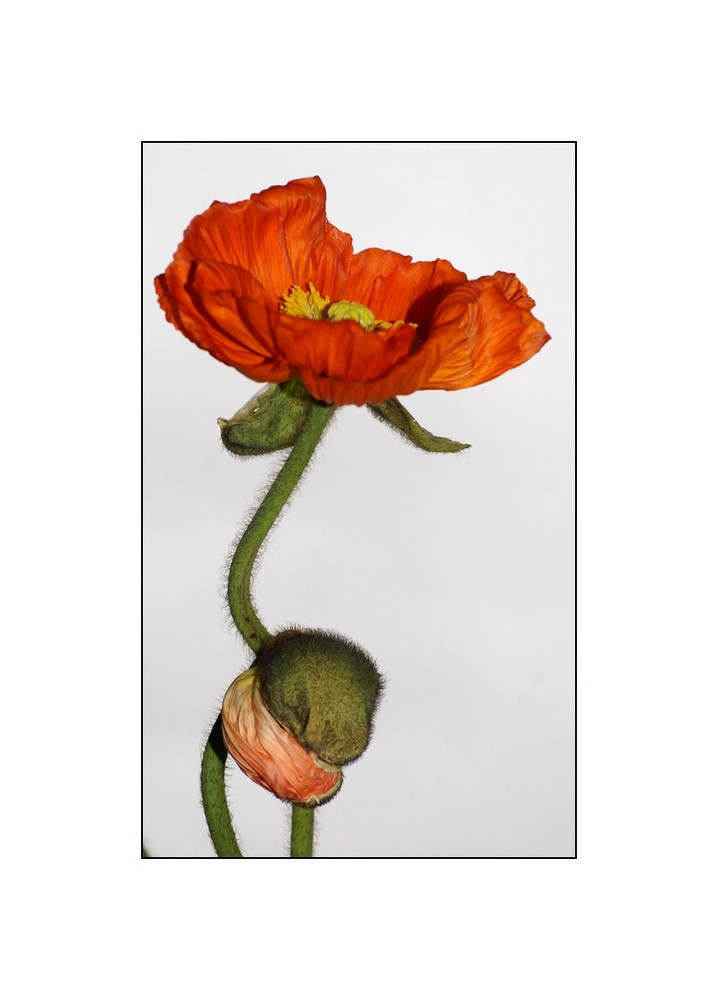 Roter Mohn 2