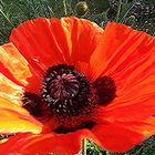 Roter Mohn 2