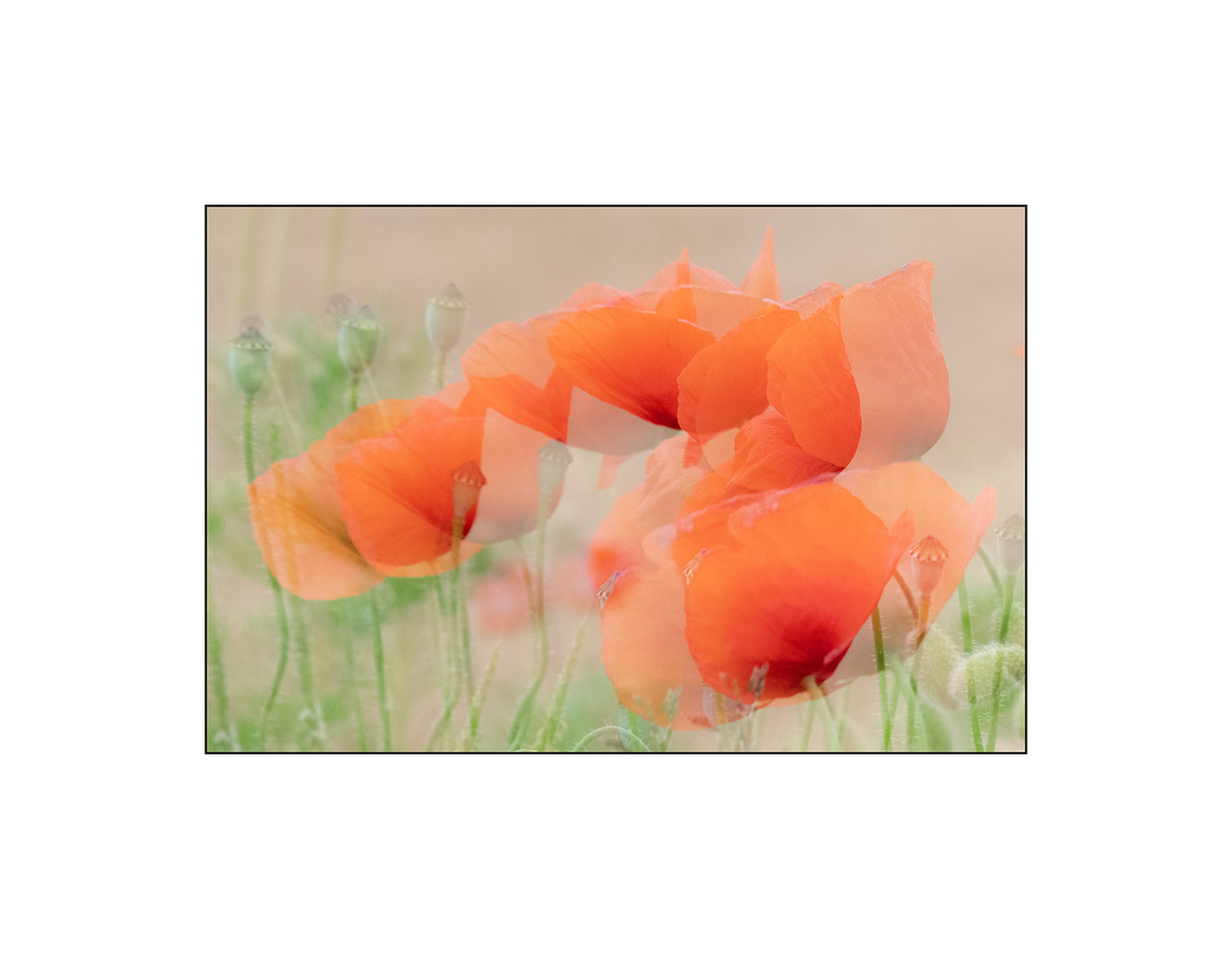 Roter Mohn 2