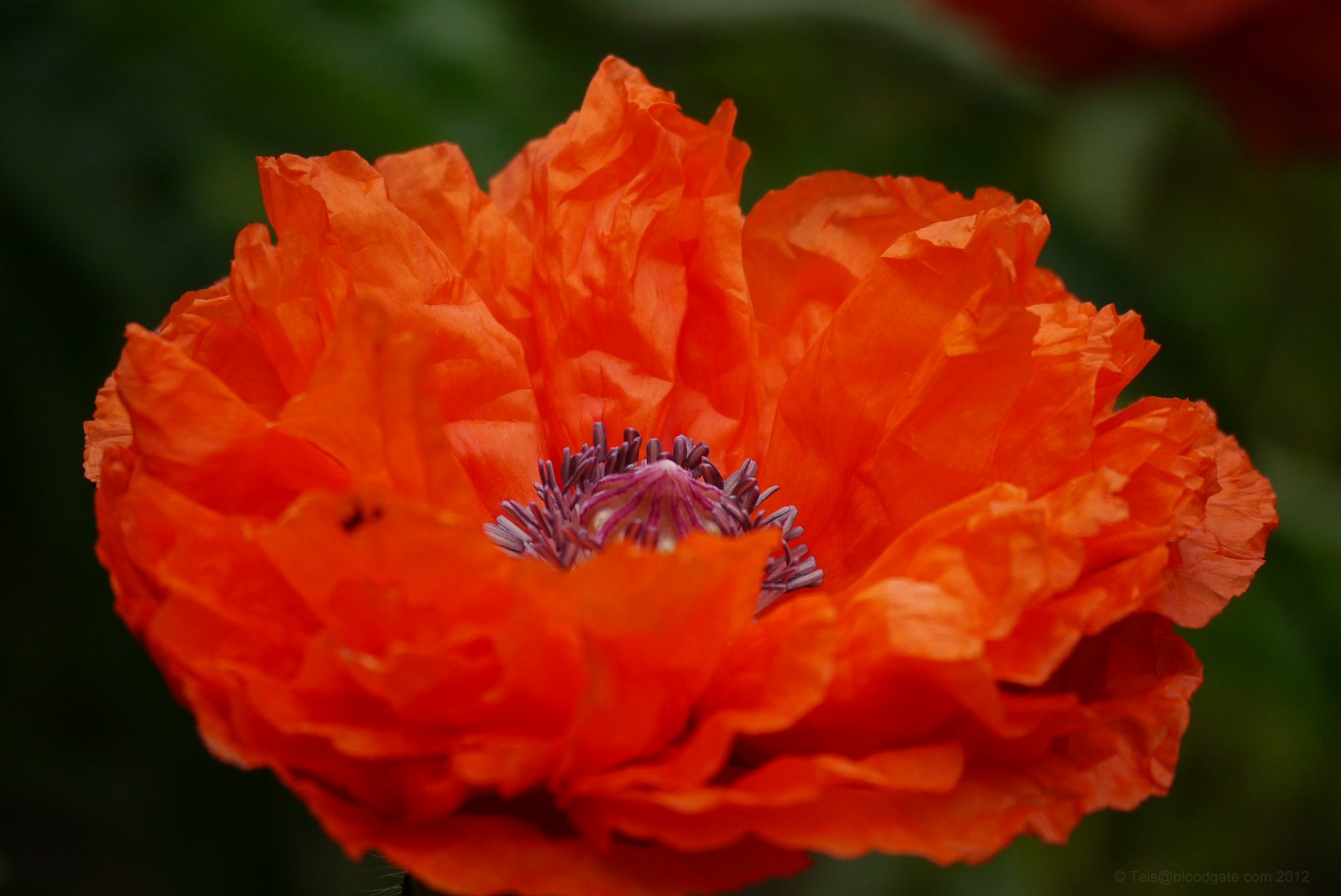 Roter Mohn