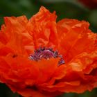 Roter Mohn