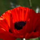 Roter Mohn.....