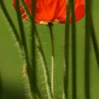 Roter Mohn