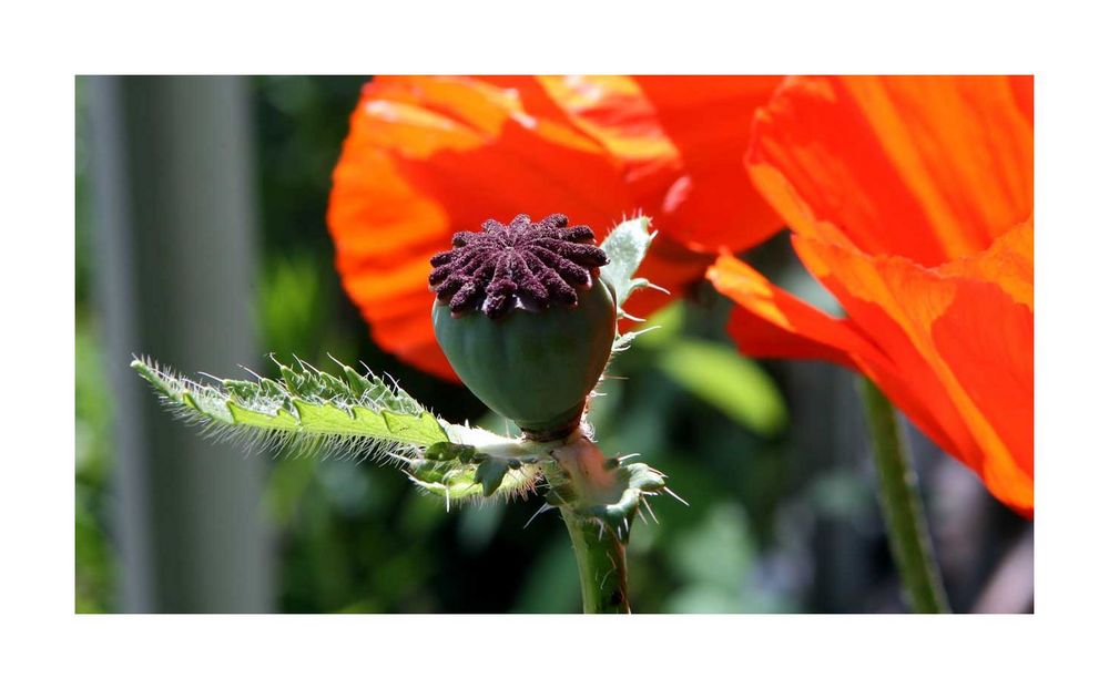 Roter Mohn