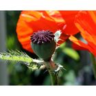 Roter Mohn