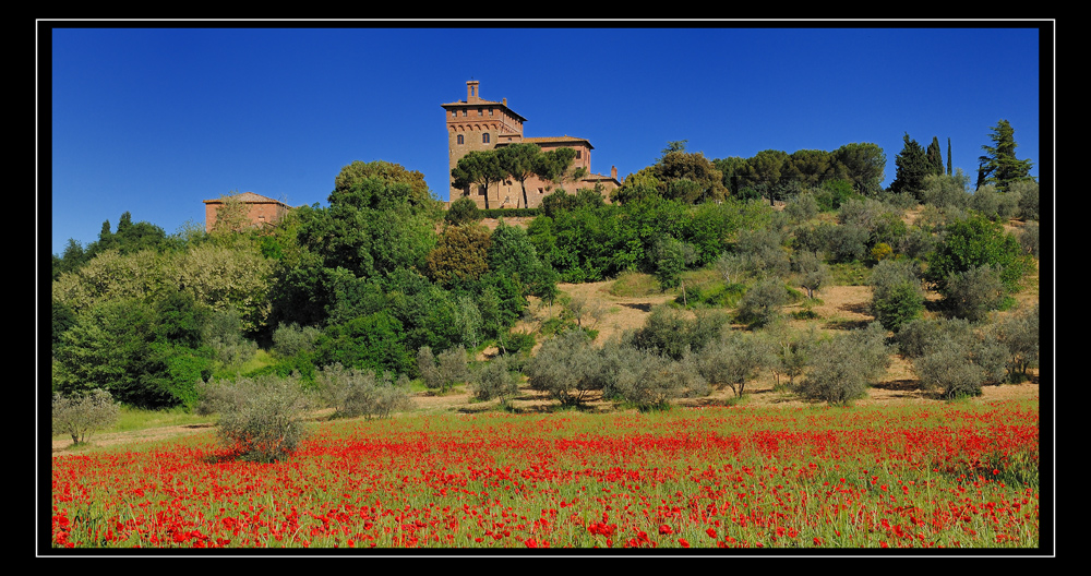 roter Mohn