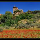 roter Mohn