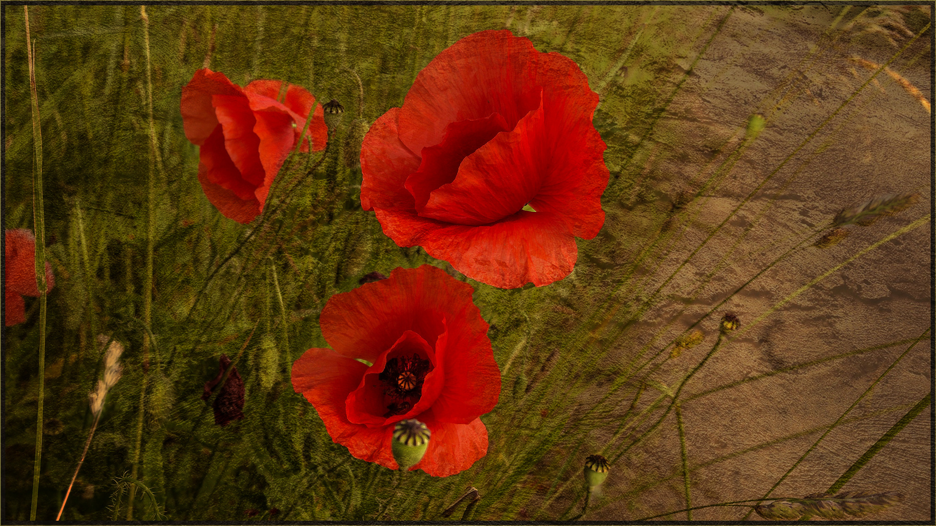 ROTER MOHN