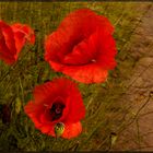 ROTER MOHN