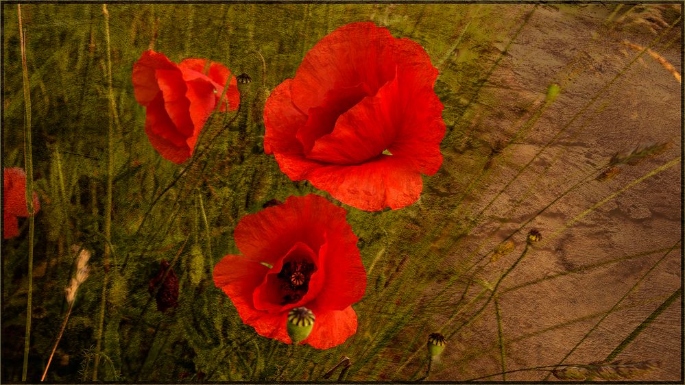 ROTER MOHN