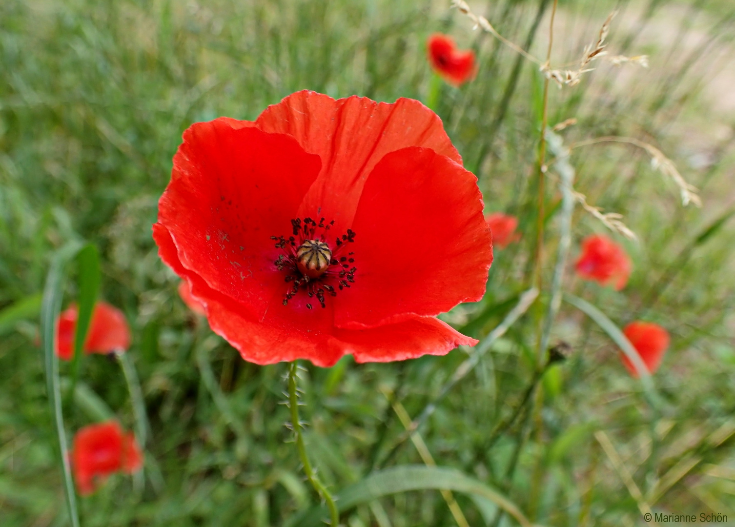 Roter Mohn...