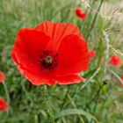 Roter Mohn...