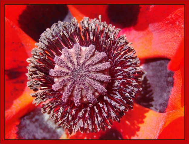 ..Roter Mohn..