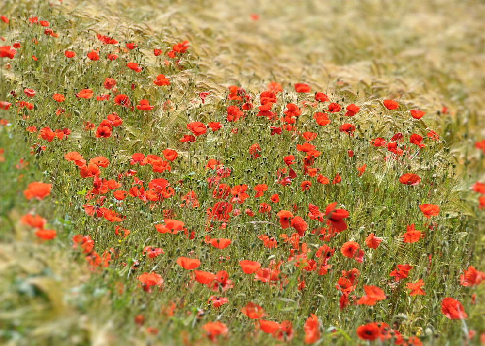 roter Mohn