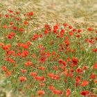 roter Mohn