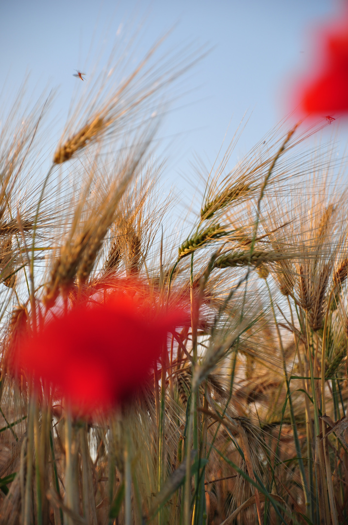 Roter Mohn