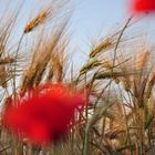 Roter Mohn