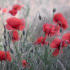 roter Mohn ...