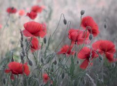 roter Mohn ...