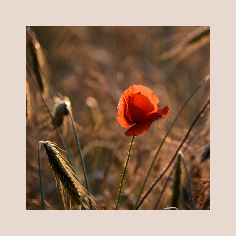 Roter Mohn