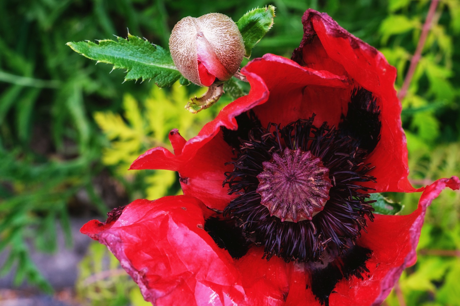 Roter Mohn