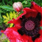 Roter Mohn