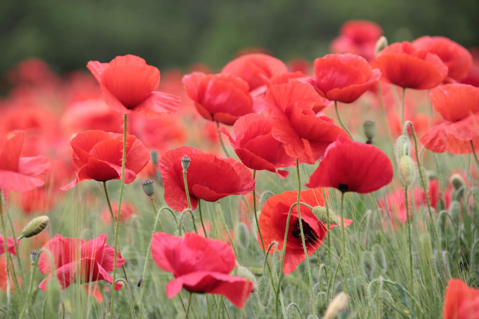 roter mohn