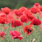 roter mohn