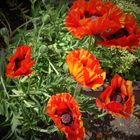 Roter Mohn