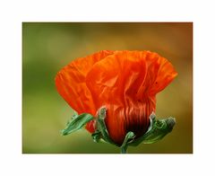 Roter Mohn...