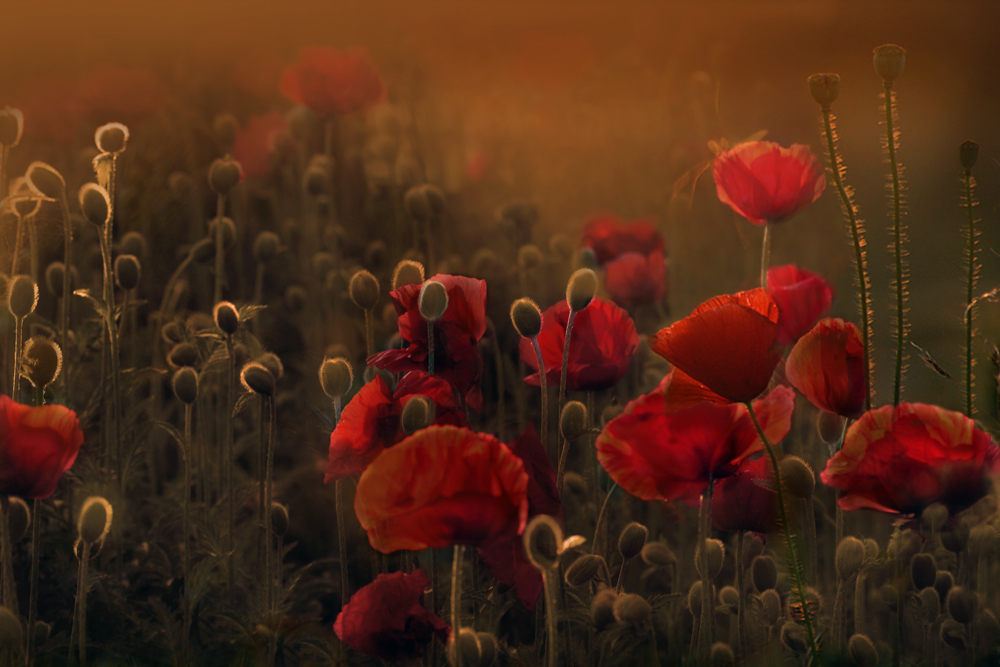 Roter Mohn