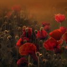 Roter Mohn