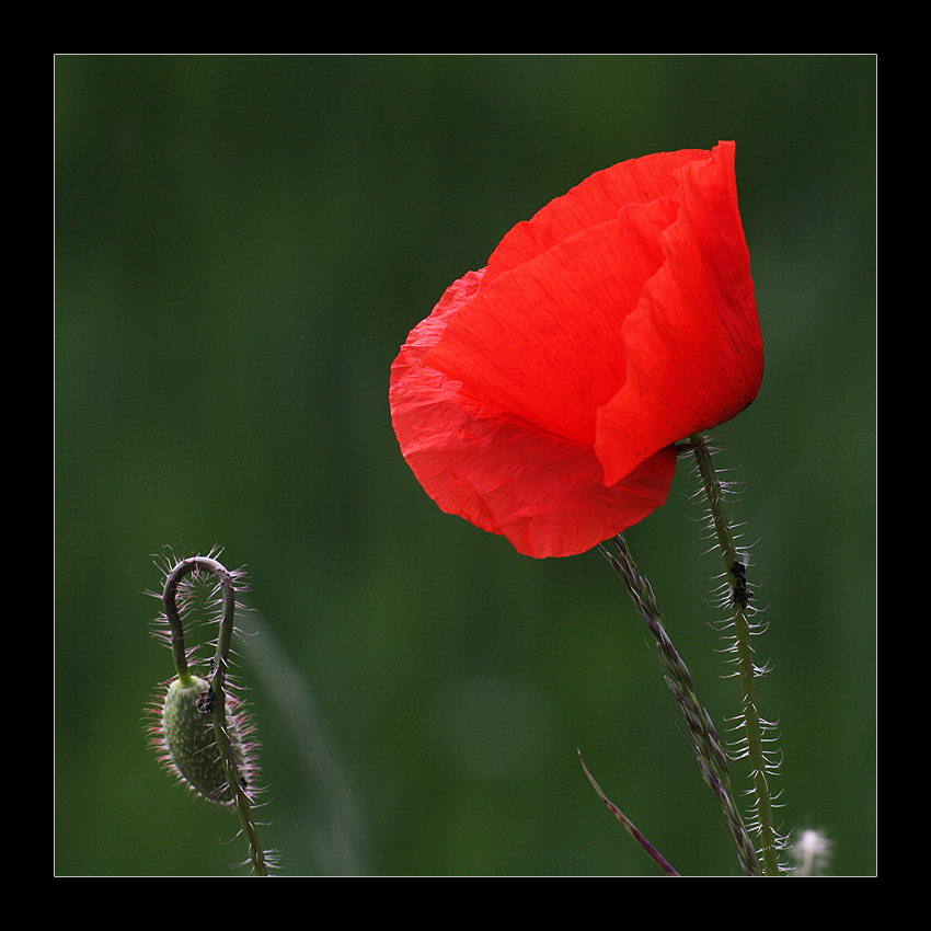 roter Mohn