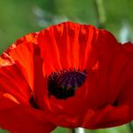 Roter Mohn....