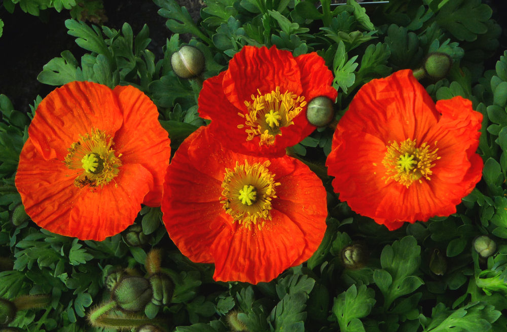 Roter Mohn