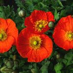 Roter Mohn