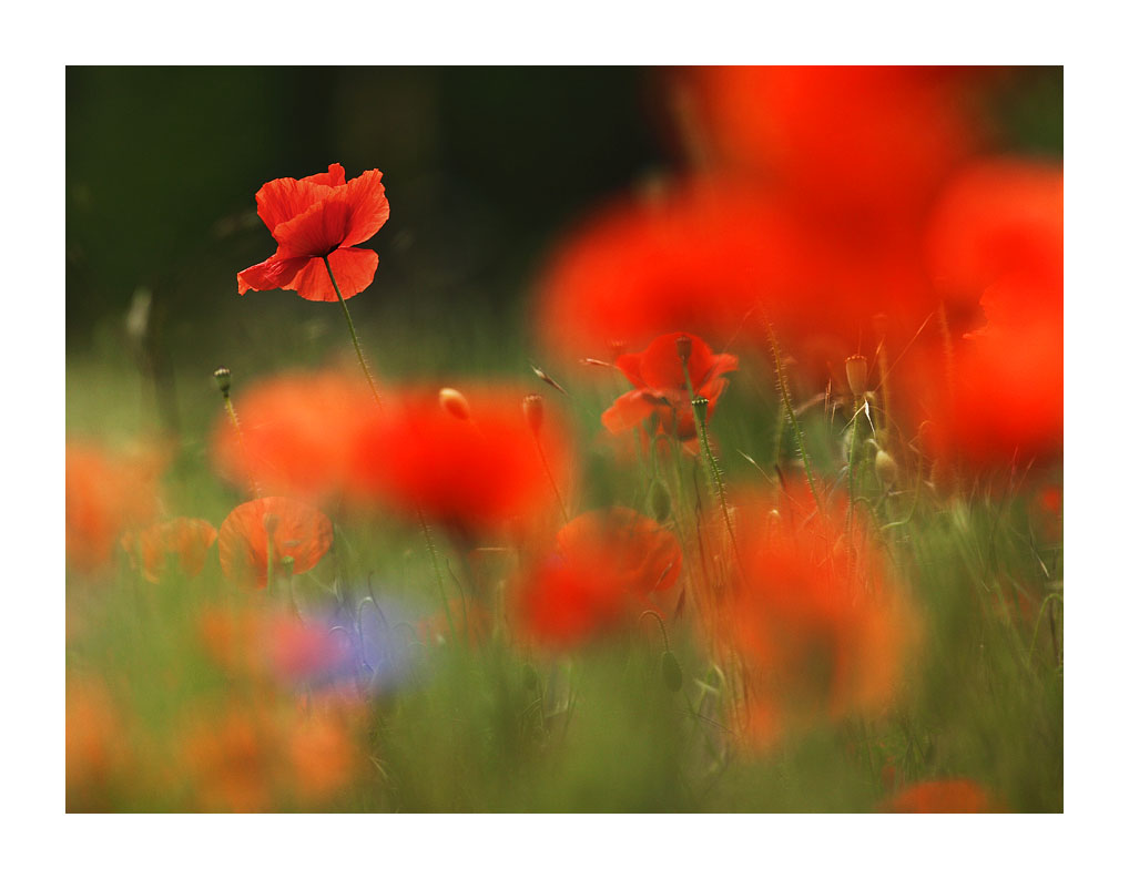 Roter Mohn 3