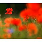 Roter Mohn 3