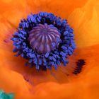 roter Mohn 3